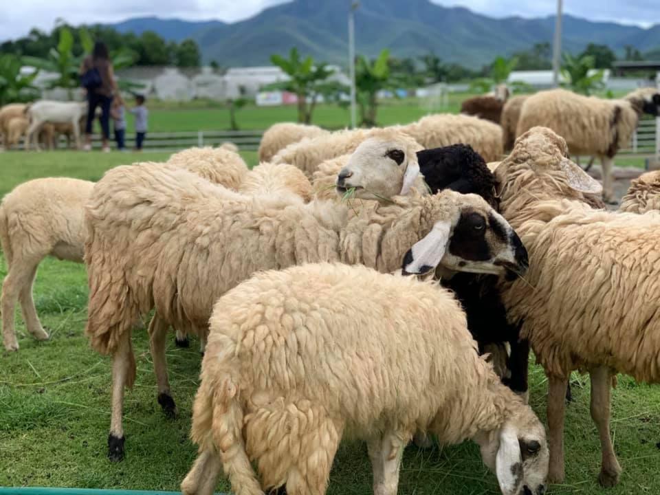 Oon Valley Farm Stay San Kamphaeng Bagian luar foto
